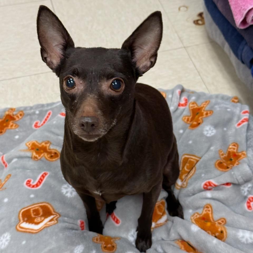 Paisley, adopted, Adult Female Rat Terrier.