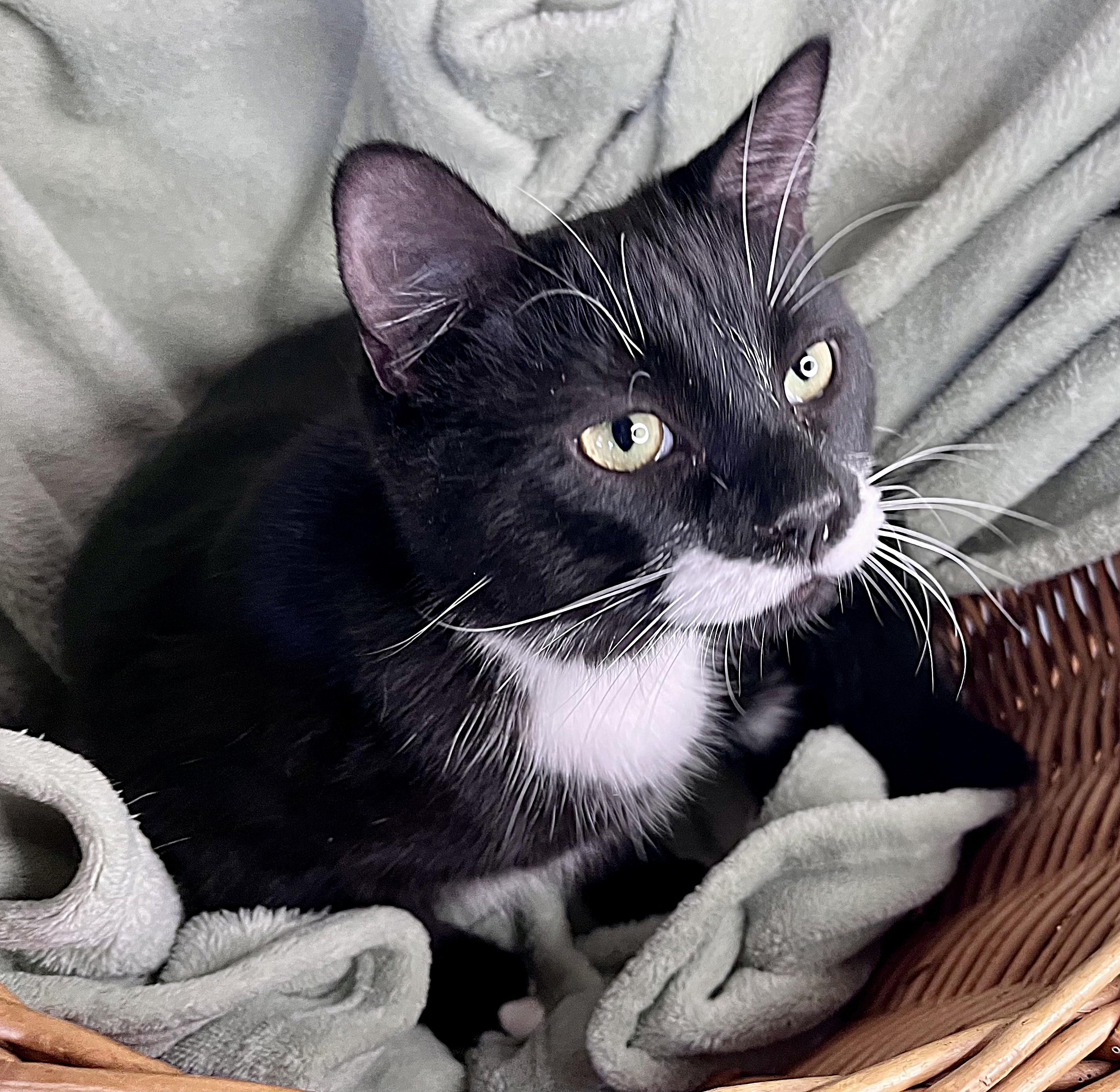 Enlarge Connor & Cruise, a ADOPTABLE mixed breed in Rocky Hill, CT image 3/6