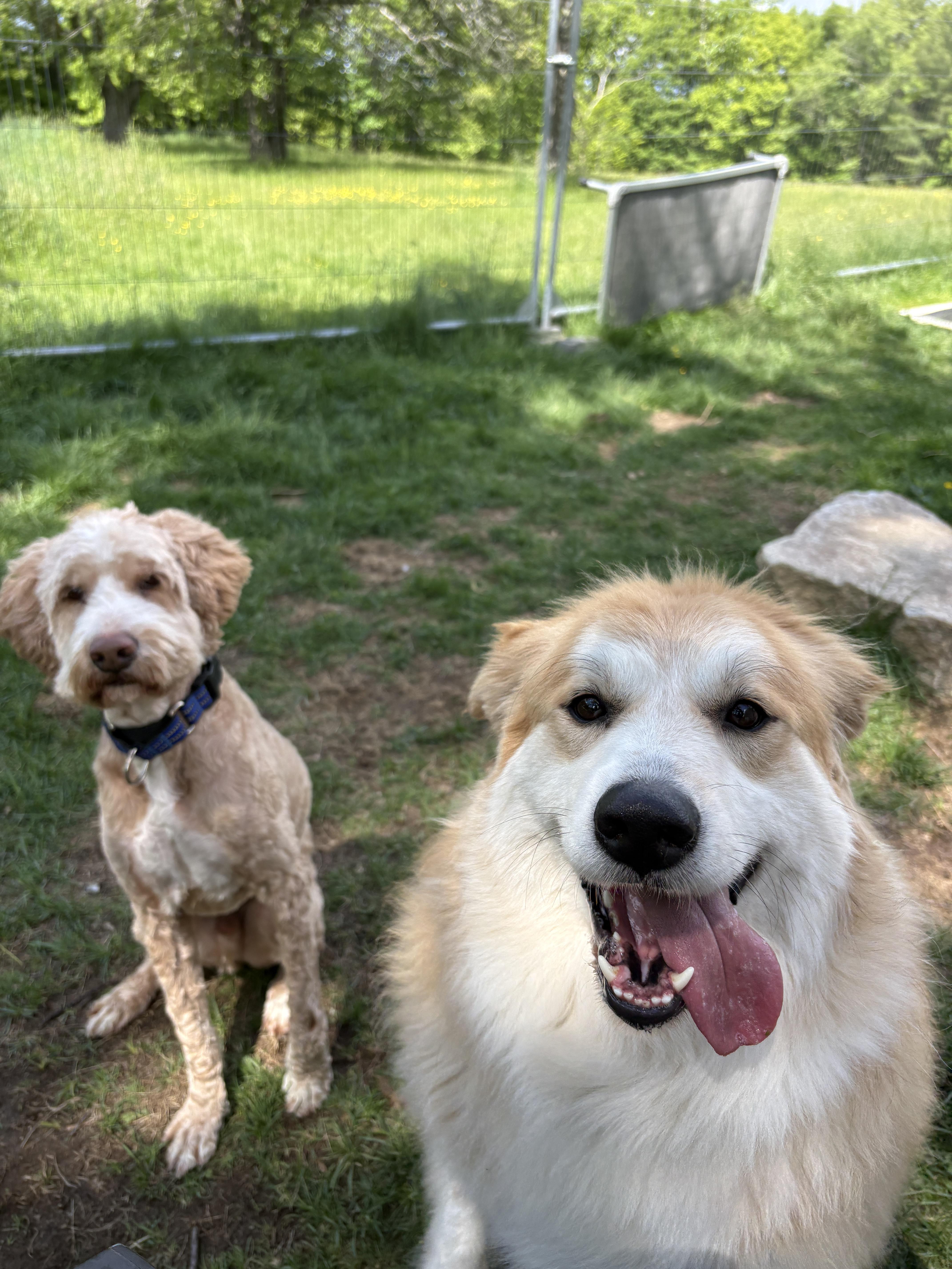 Nora, a ADOPTABLE mixed breed in New Boston, NH image 2/6