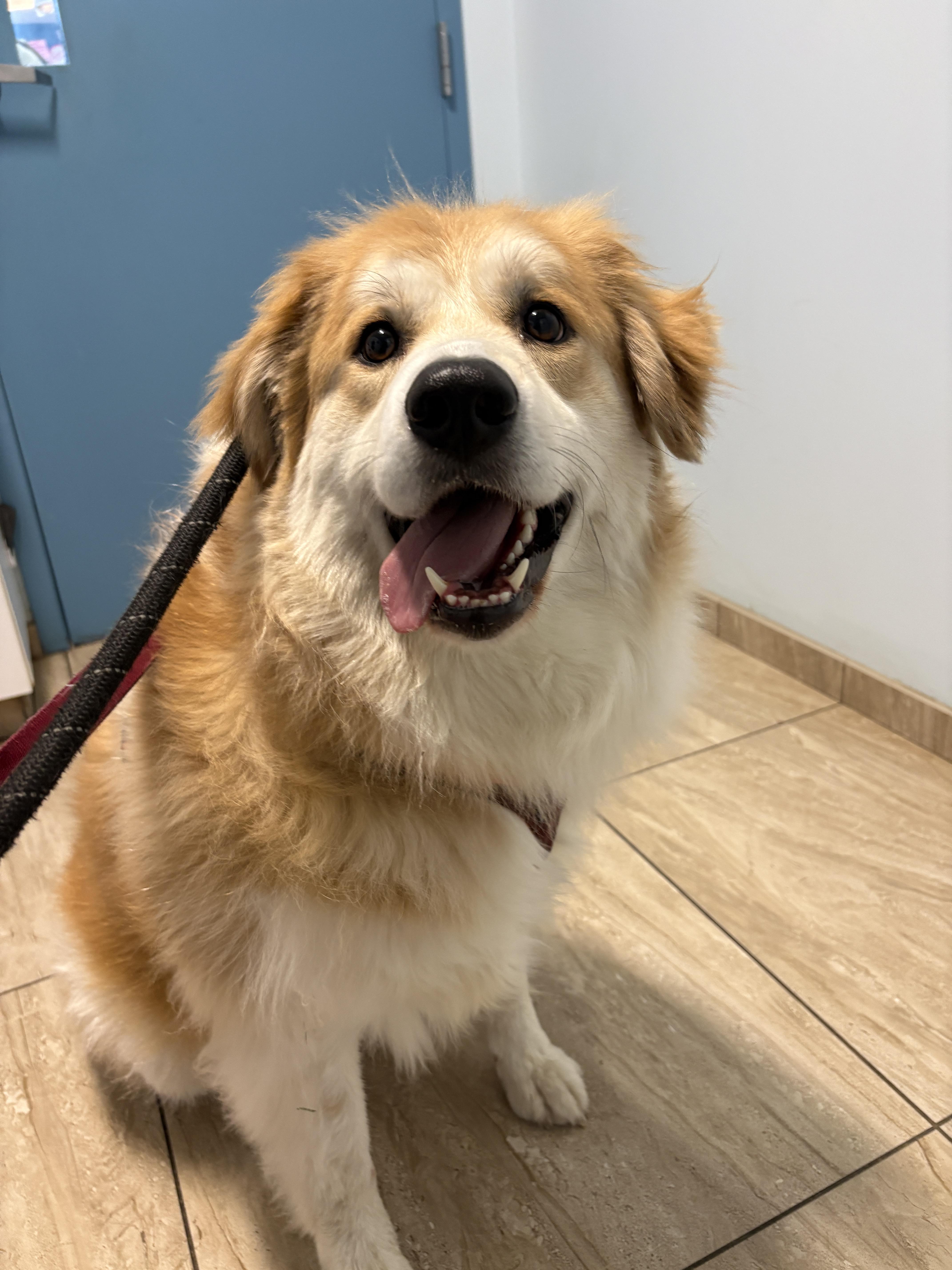 Nora, a ADOPTABLE mixed breed in New Boston, NH image 3/6