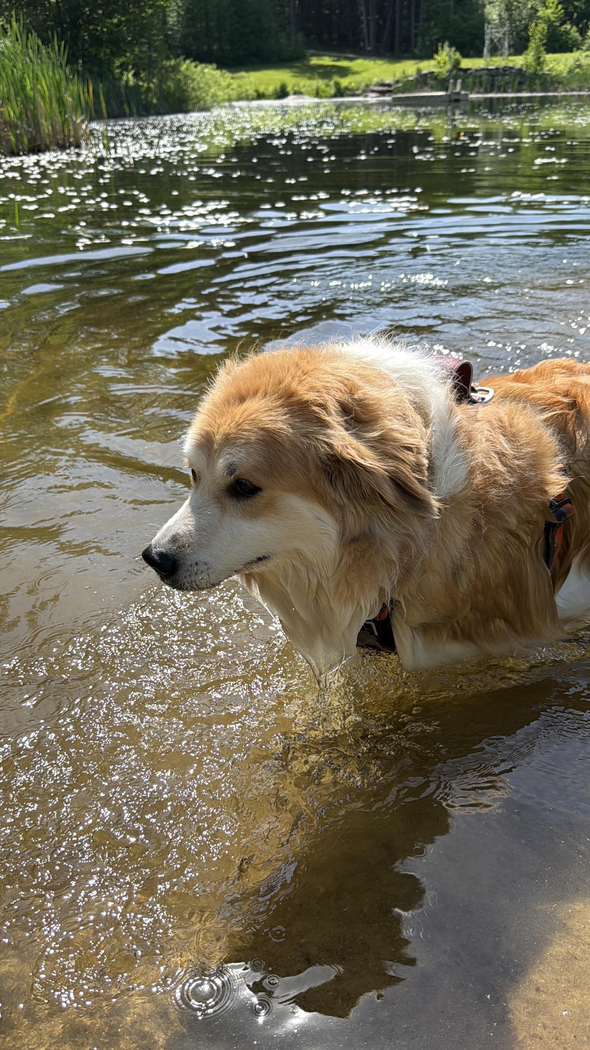 Nora, a ADOPTABLE mixed breed in New Boston, NH image 6/6