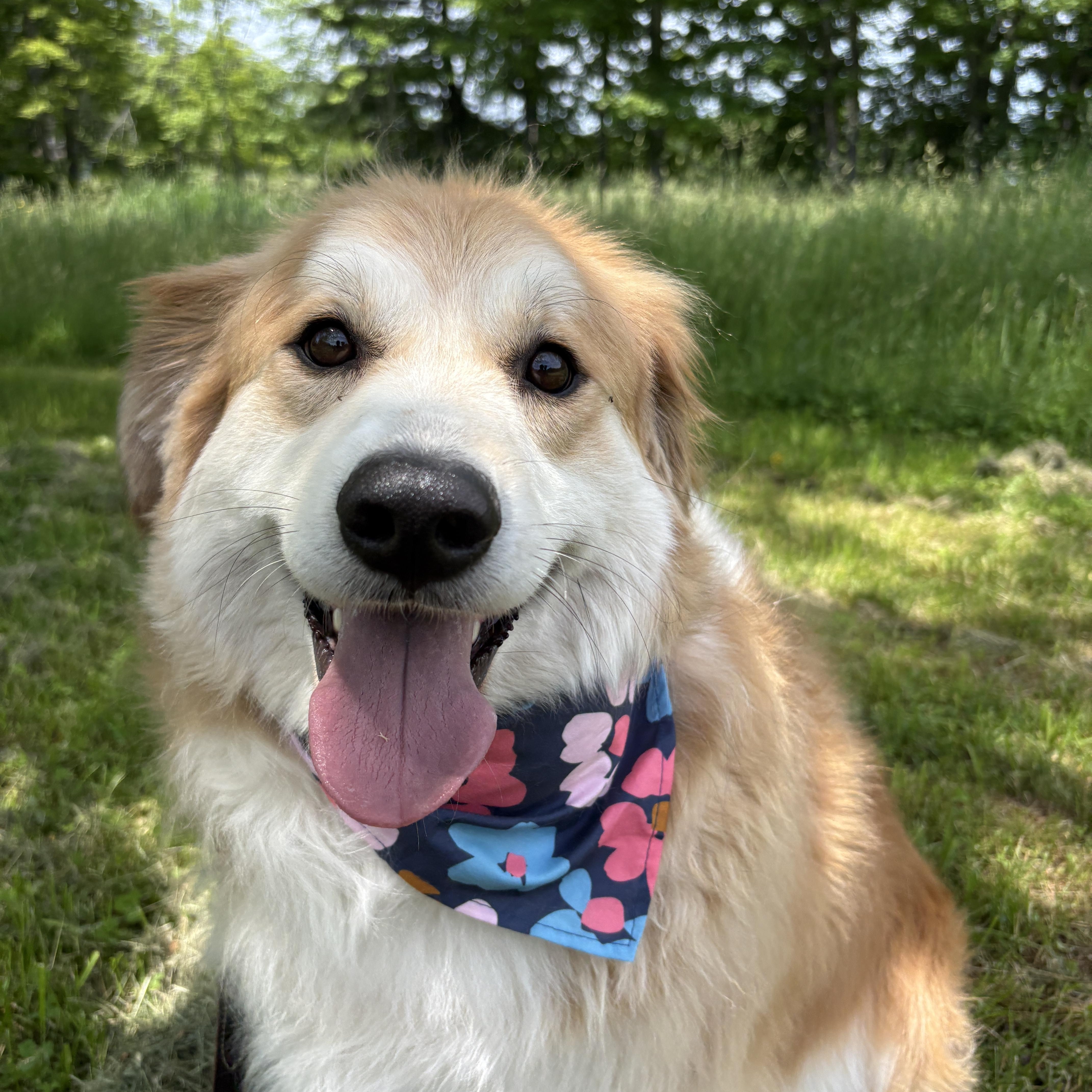 Nora, ADOPTABLE, Young Female Great Pyrenees & Australian Shepherd.