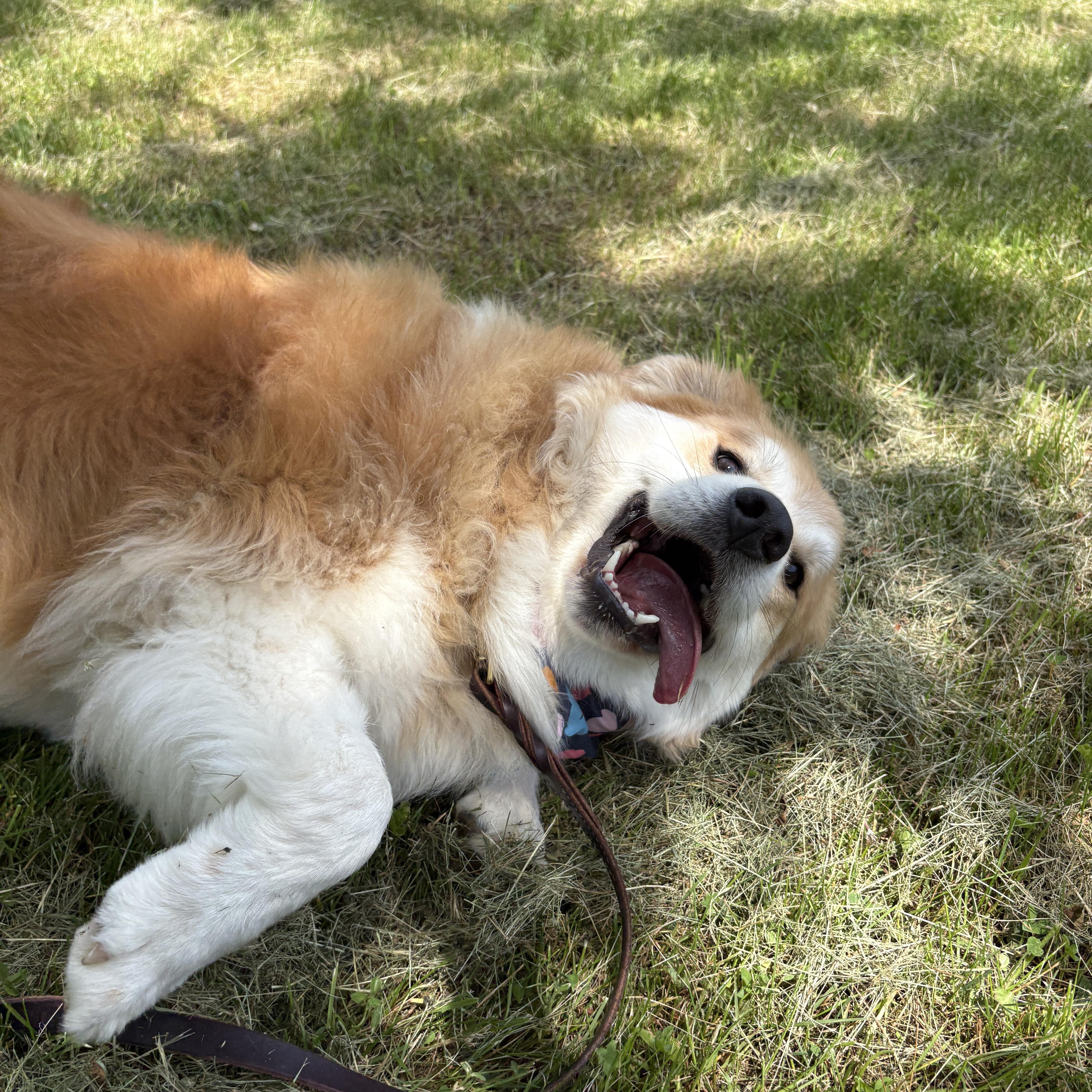 Nora, a ADOPTABLE mixed breed in New Boston, NH image 5/6