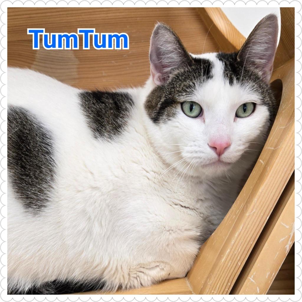 Enlarge TumTum, a Adoptable mixed breed in North Saint Paul, MN image 3/3