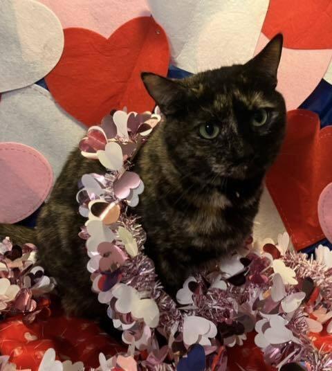 Gia, Adoptable, Adult Female Domestic Short Hair.