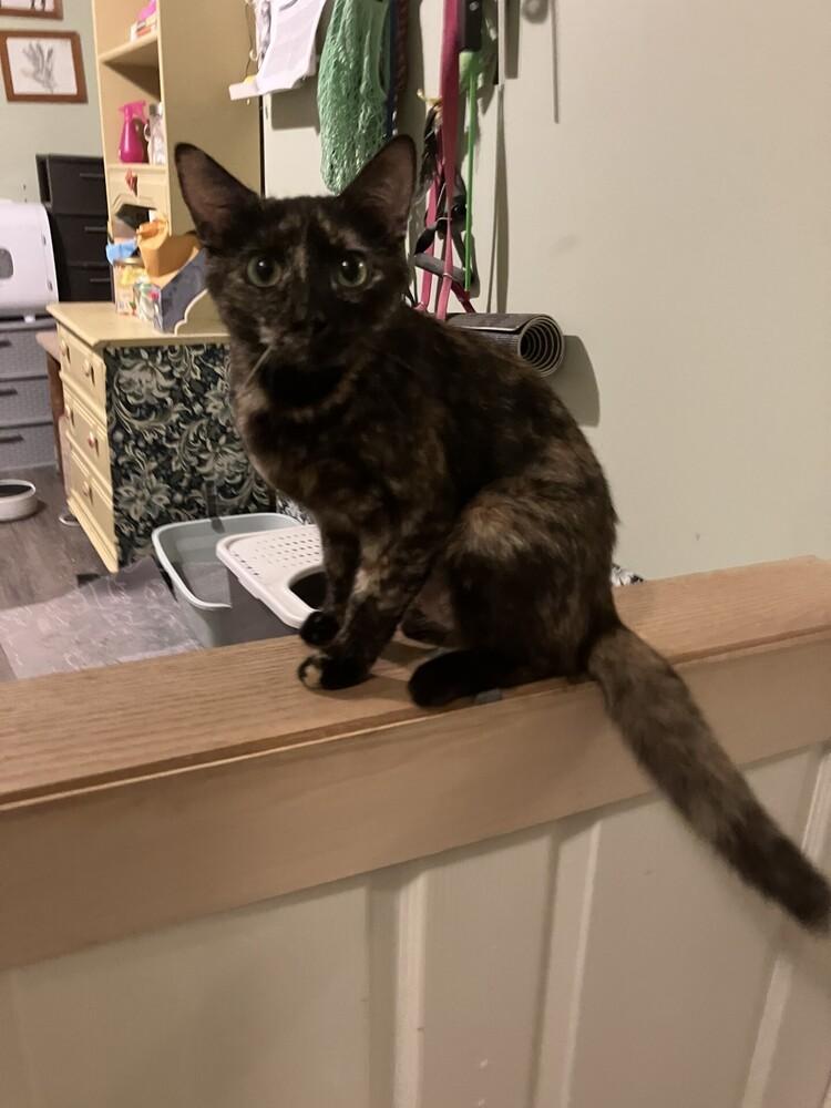 Gia, Adoptable, Adult Female Domestic Short Hair.