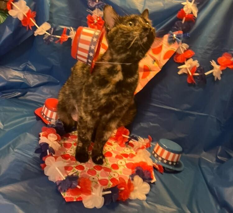 Gia, a Adoptable mixed breed in Powder Springs, GA image 2/6