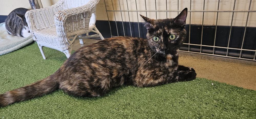 Gia, a Adoptable mixed breed in Powder Springs, GA image 3/6