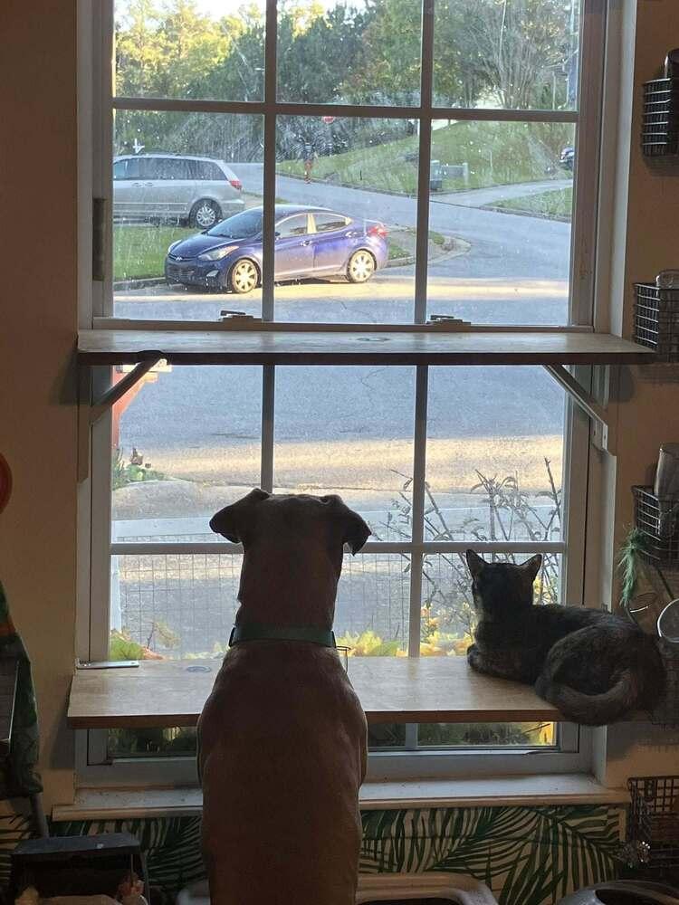 Gia, a Adoptable mixed breed in Powder Springs, GA image 4/6