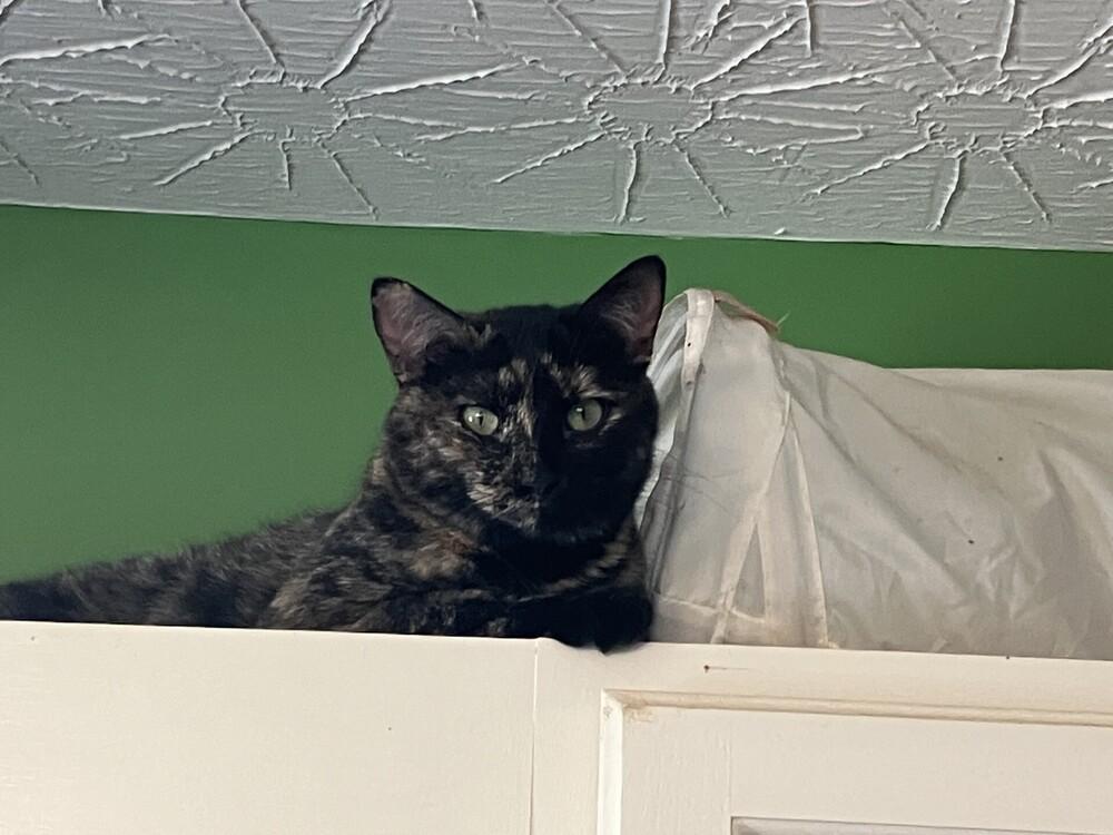 Gia, a Adoptable mixed breed in Powder Springs, GA image 5/6