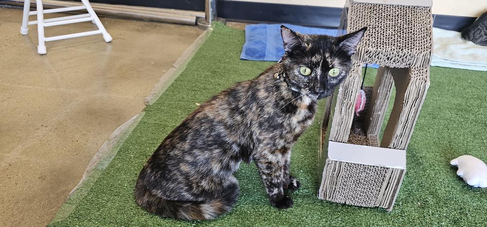 Enlarge Gia, a Adoptable mixed breed in Powder Springs, GA image 6/6