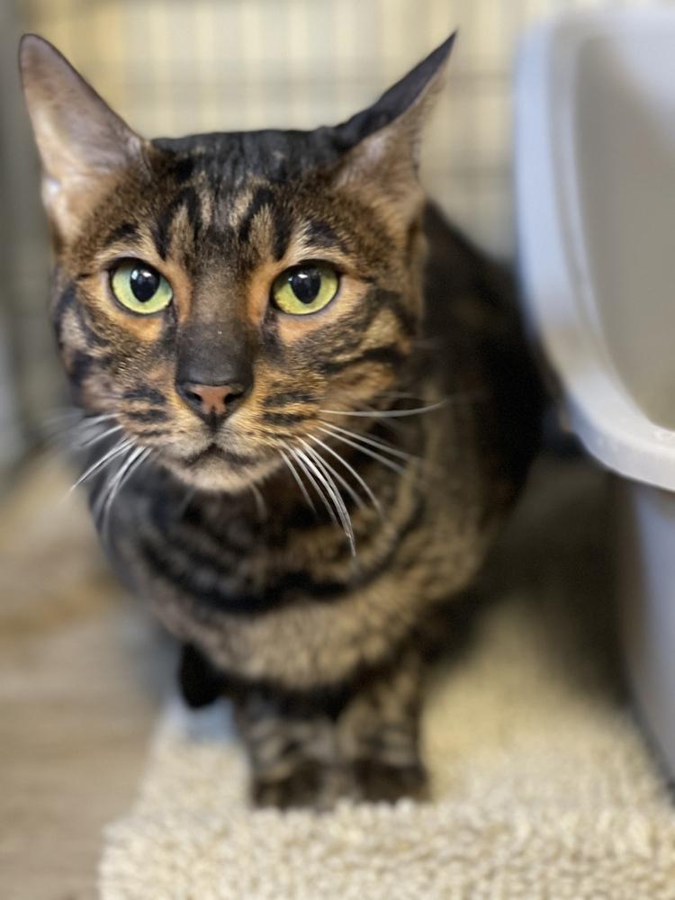 Enlarge Sefu, a Adoptable mixed breed in Papillion, NE image 1/2