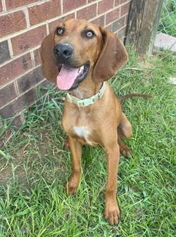 Rocky, Adoptable, Puppy Male Redbone Coonhound.