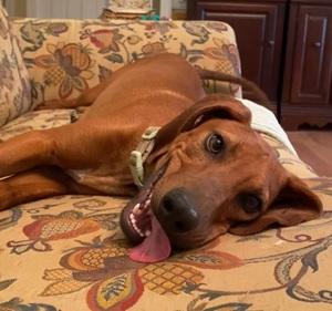 Rocky, a Adoptable mixed breed in Raleigh, NC image 2/3