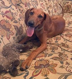 Rocky, a Adoptable mixed breed in Raleigh, NC image 3/3