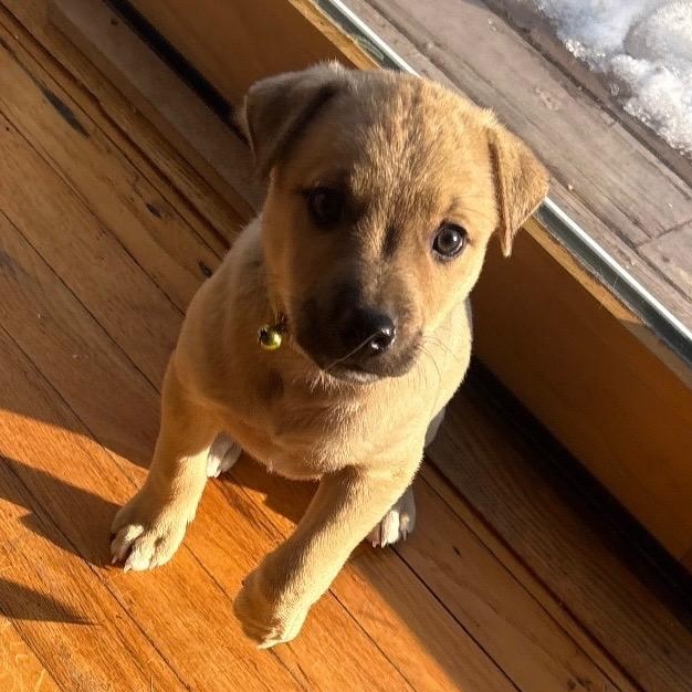 Cupid - A Puerto Rican Prince, Adoptable, Puppy Female Yellow Labrador Retriever.