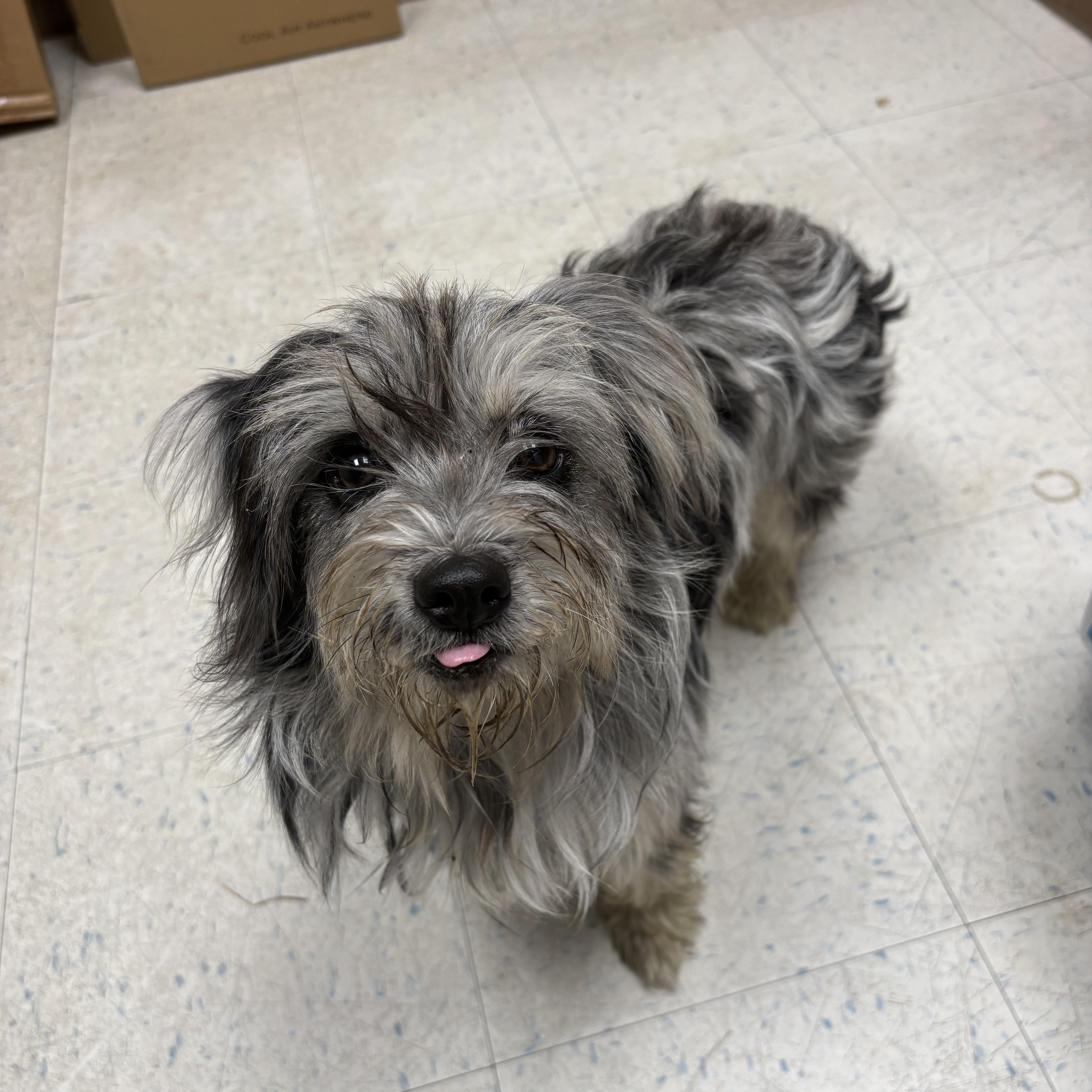 poppy, Adopted, Young Female Shih Tzu.