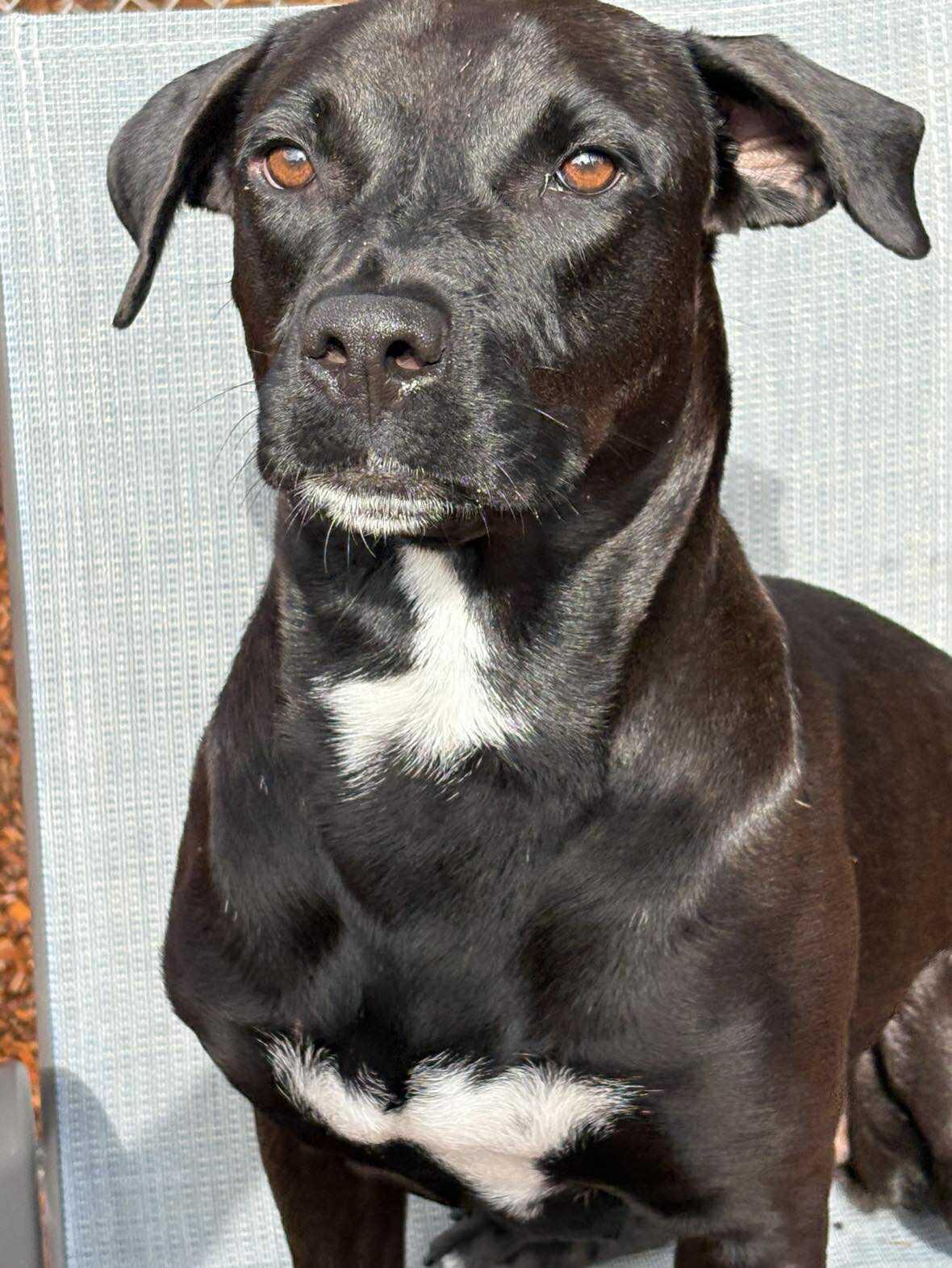 Enlarge Dot Dot "Dottie", an adoptable mixed breed in Phoenix, AZ image 5/6