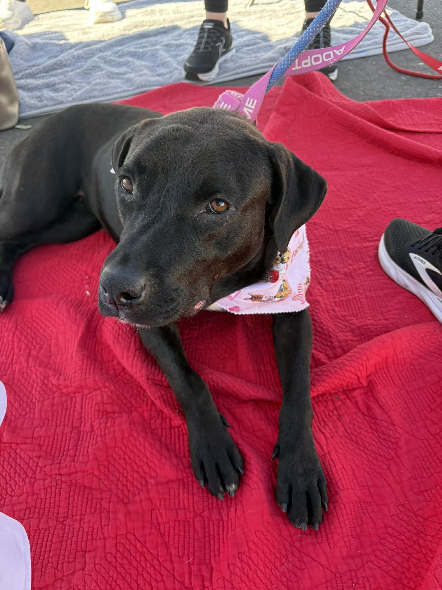 Enlarge Dot Dot "Dottie", an adopted mixed breed in Phoenix, AZ image 6/6