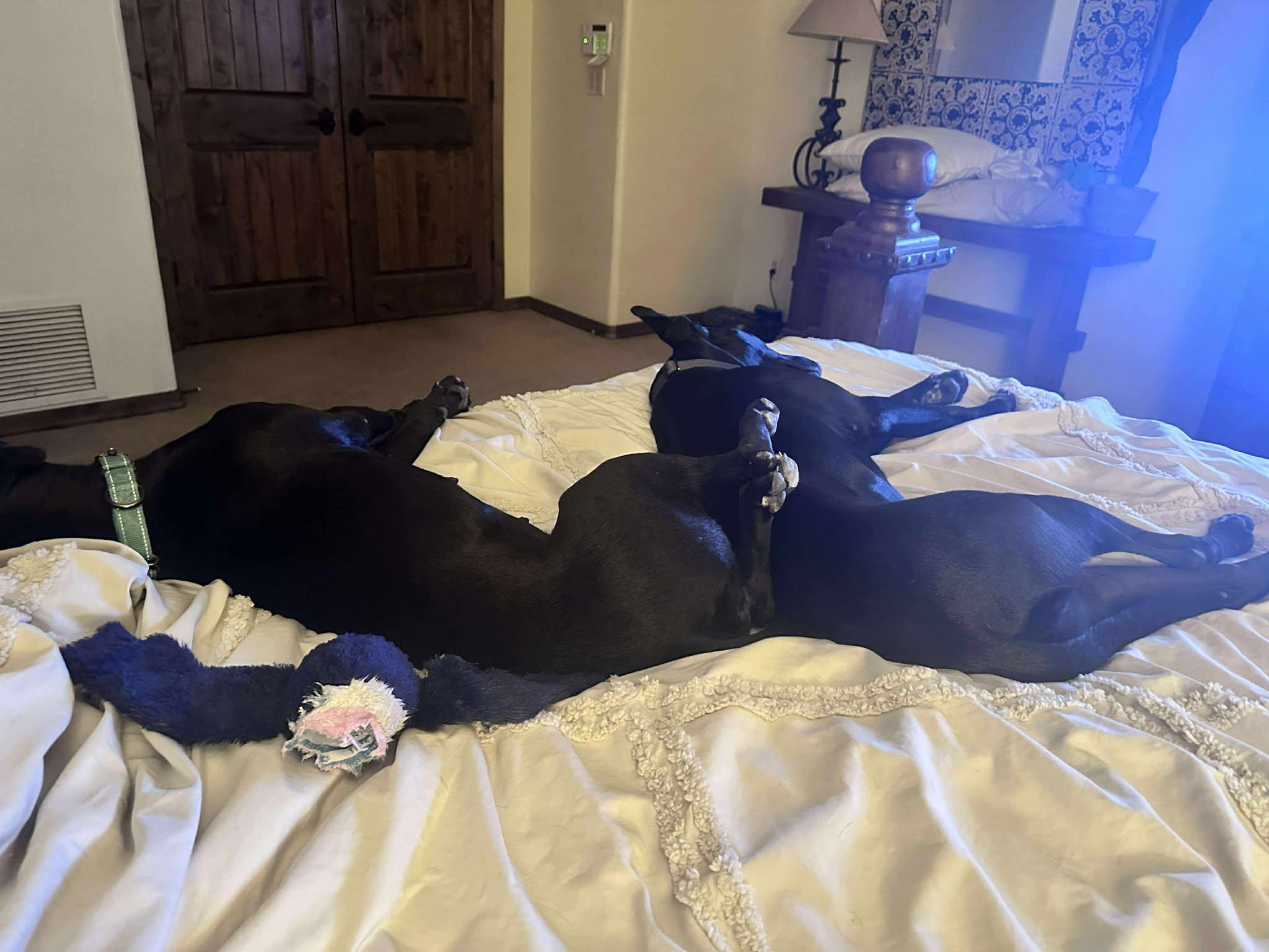 Dot Dot "Dottie", an adoptable mixed breed in Phoenix, AZ image 2/5