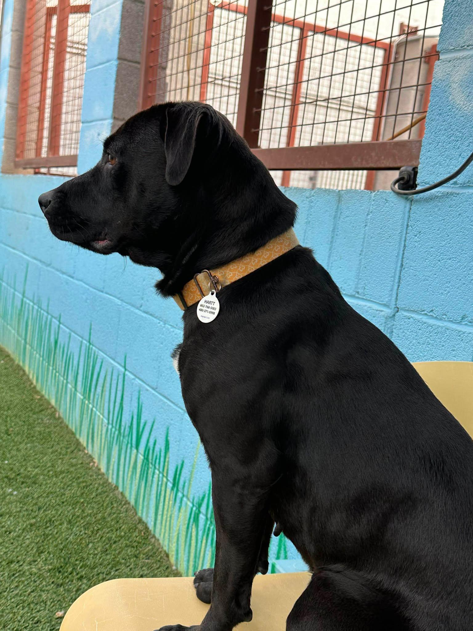 Enlarge Dot Dot "Dottie", an adopted mixed breed in Phoenix, AZ image 5/6