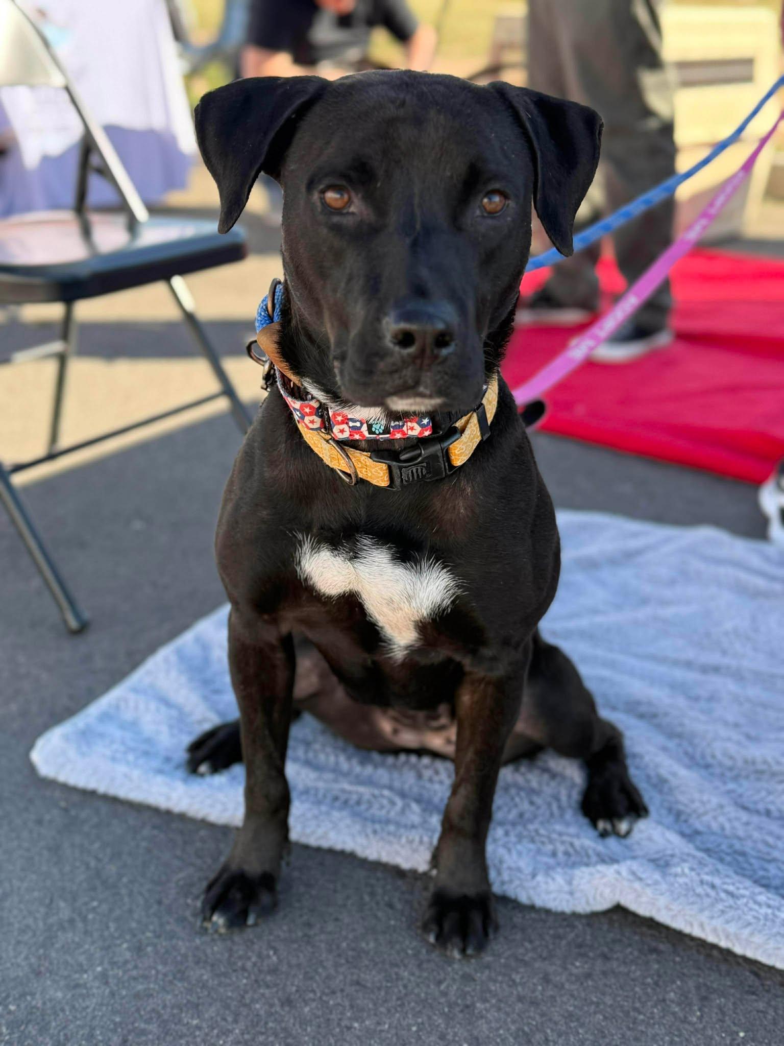 Enlarge Dot Dot "Dottie", an adopted mixed breed in Phoenix, AZ image 1/6