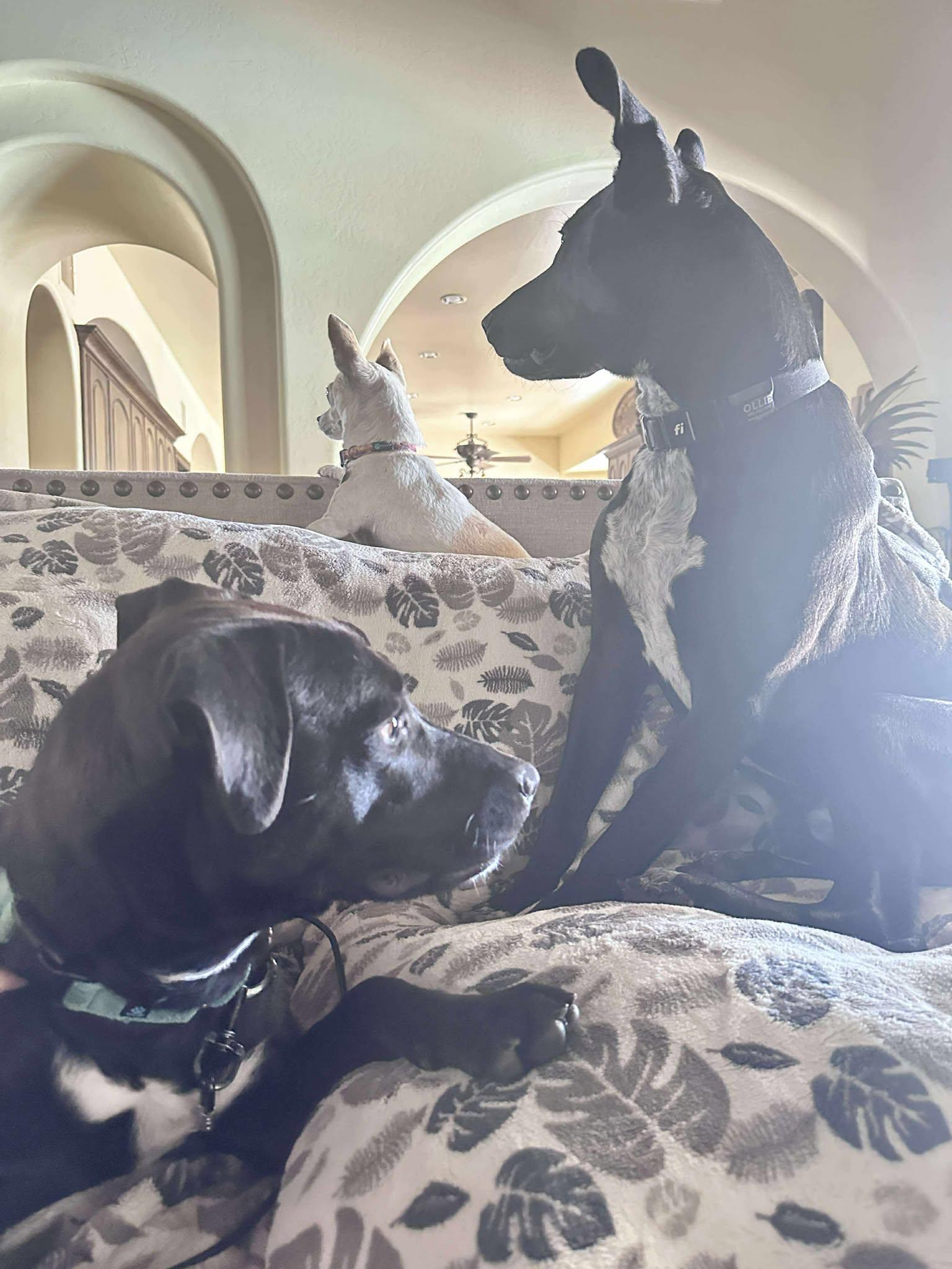 Dot Dot "Dottie", an adoptable mixed breed in Phoenix, AZ image 3/5