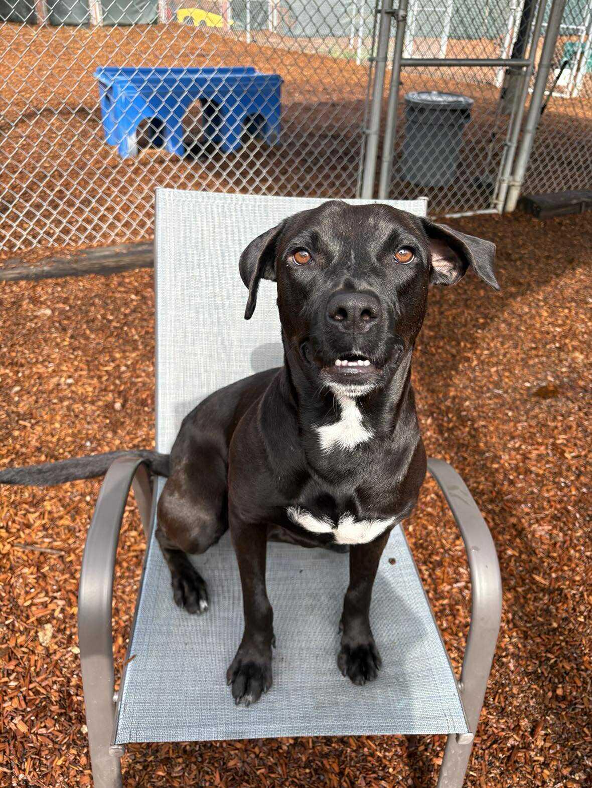 Dot Dot "Dottie", adoptable, Young Female Black Labrador Retriever.