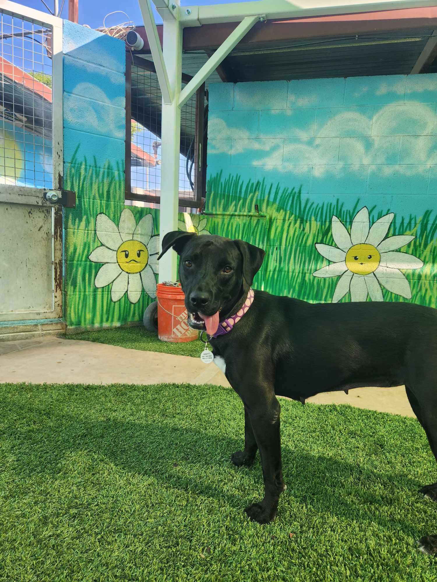 Dot Dot "Dottie", an adoptable mixed breed in Phoenix, AZ image 1/5