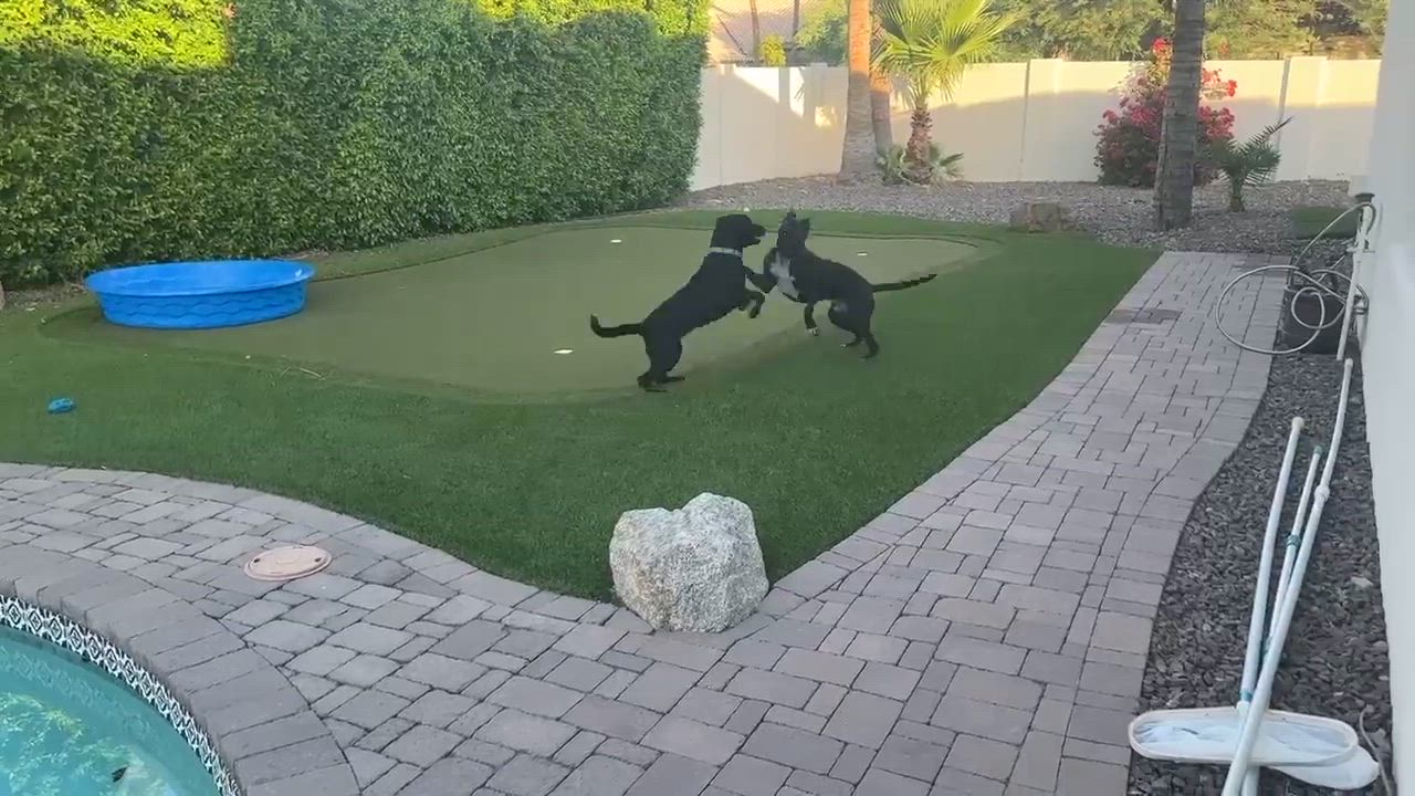 Enlarge Dot Dot "Dottie", an adoptable mixed breed in Phoenix, AZ video 4/5