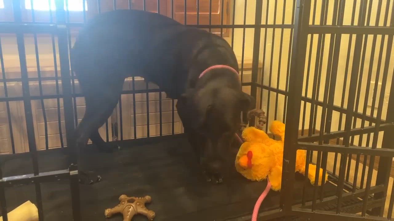 Enlarge Dot Dot "Dottie", an adoptable mixed breed in Phoenix, AZ video 5/5