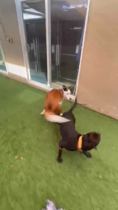 Enlarge Dot Dot "Dottie", an adoptable mixed breed in Phoenix, AZ video 4/6