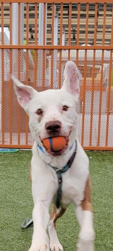 TAMATAO, Adoptable, Adult Male Pit Bull Terrier & Boxer.