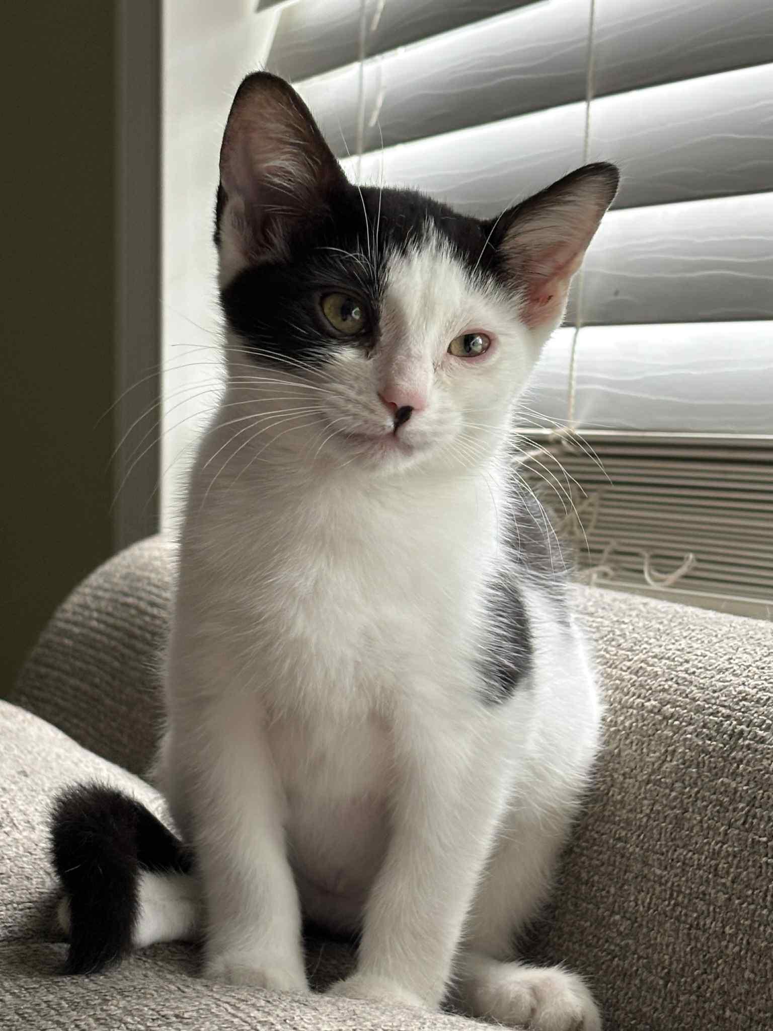 Brenna Jr, Adoptable, Kitten Female Domestic Short Hair.