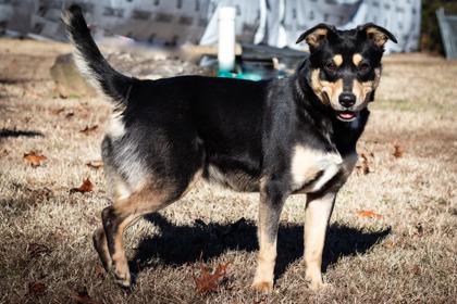 Enlarge Geek, a Adoptable mixed breed in Clayton, GA image 1/2