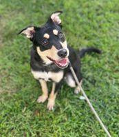 Enlarge Geek, a Adoptable mixed breed in Clayton, GA image 2/2