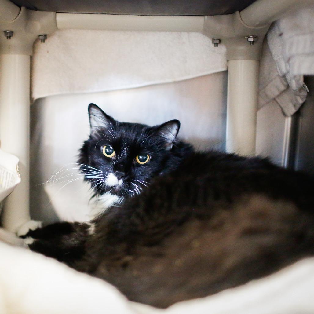 Lightning, Adoptable, Senior Male Domestic Long Hair.