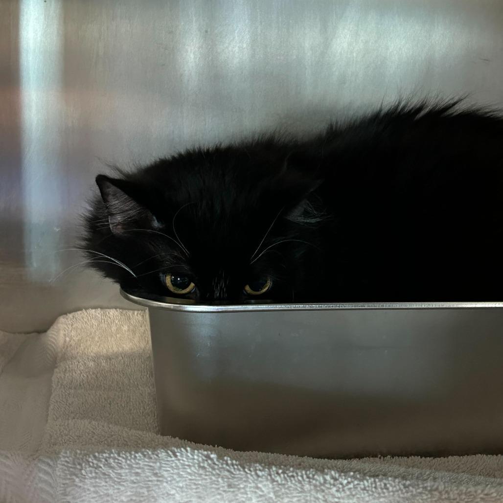 Enlarge Lightning, a Adoptable Domestic Long Hair in Dover, NH image 2/5