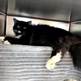 Enlarge Lightning, a Adoptable Domestic Long Hair in Dover, NH image 3/5