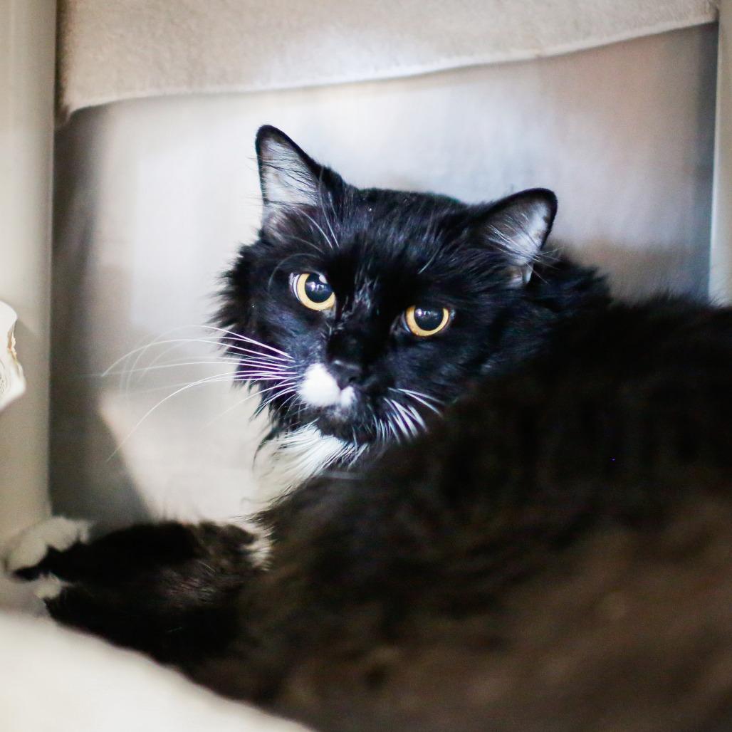 Enlarge Lightning, a Adoptable Domestic Long Hair in Dover, NH image 5/5