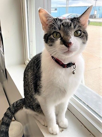 Cat for adoption - Dylan, a Domestic Long Hair in Medina, OH | Petfinder