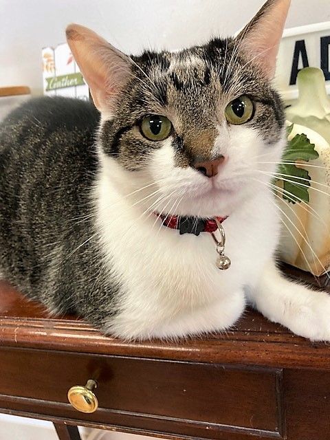 Cat for adoption - Dylan, a Domestic Long Hair in Medina, OH | Petfinder