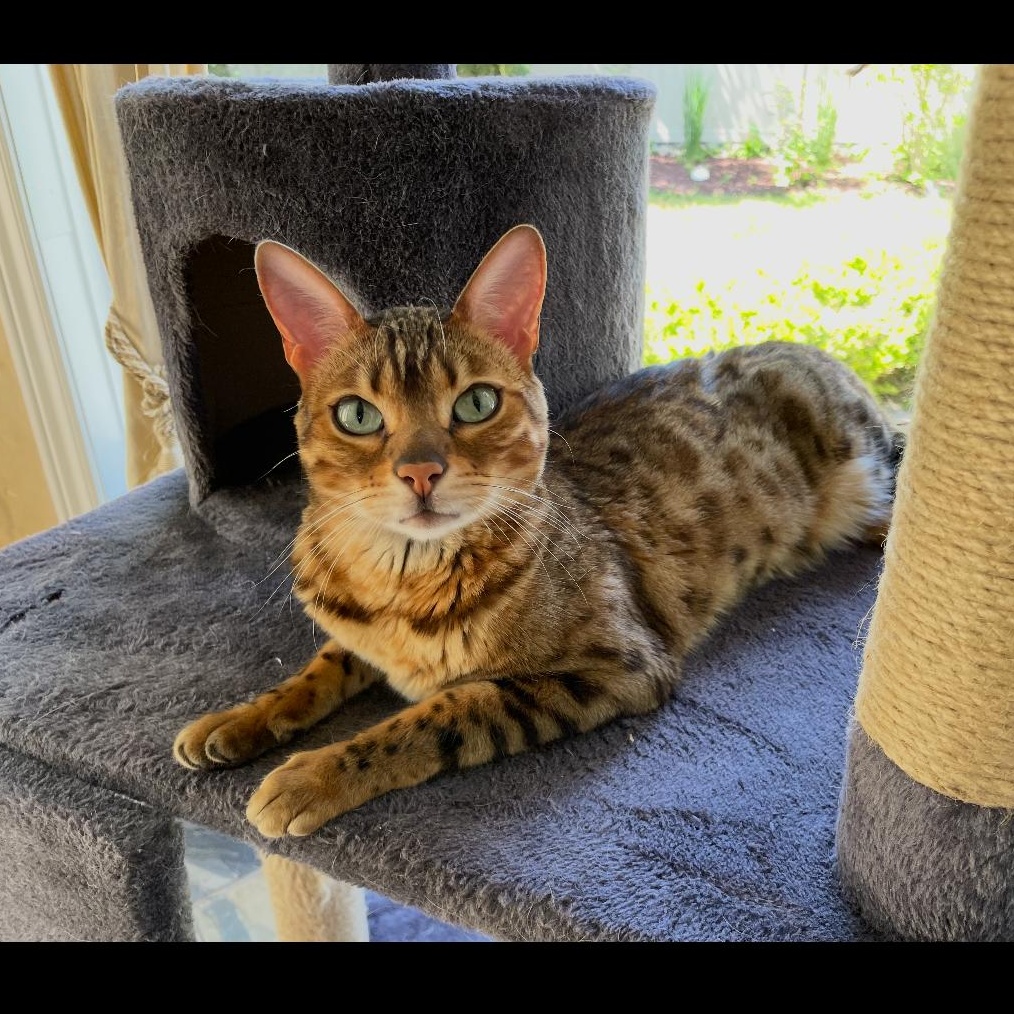 Enlarge Willow, a Adoptable Bengal in Richmond Hill, ON image 3/5