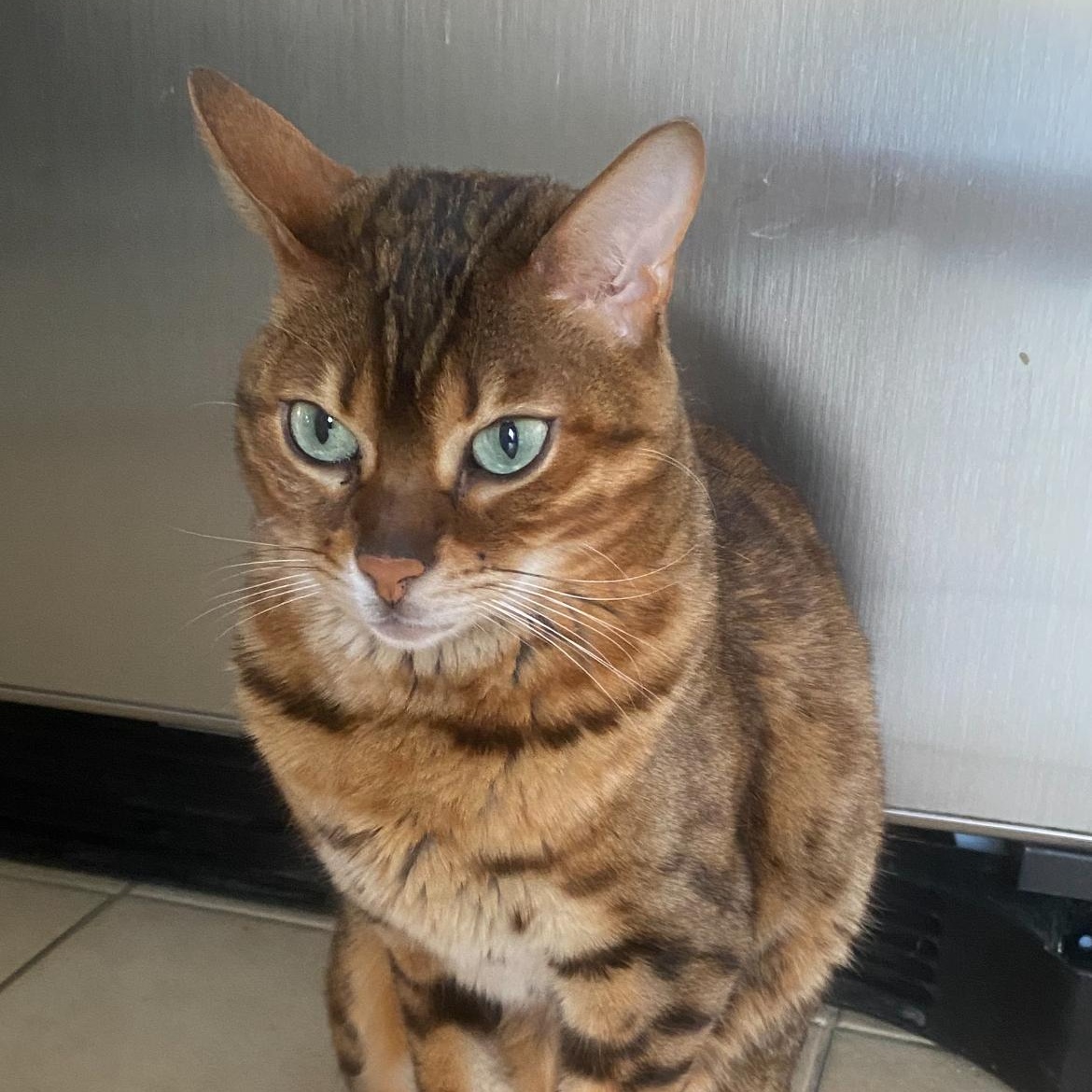 Enlarge Willow, a Adoptable Bengal in Richmond Hill, ON image 5/5