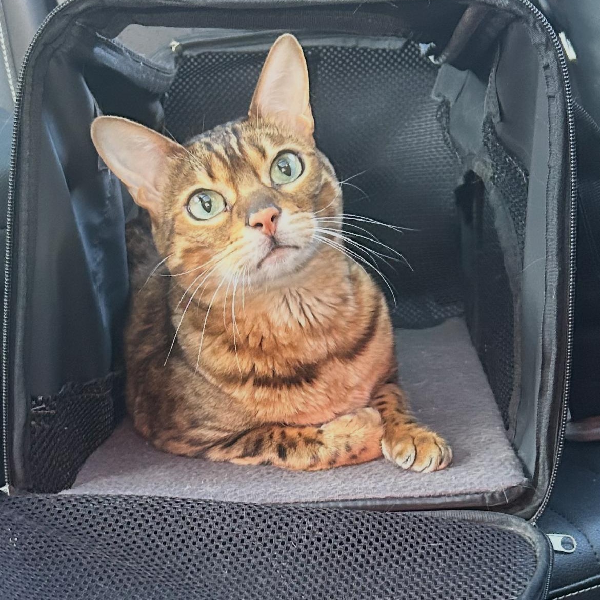 Enlarge Willow, a Adoptable Bengal in Richmond Hill, ON image 4/5