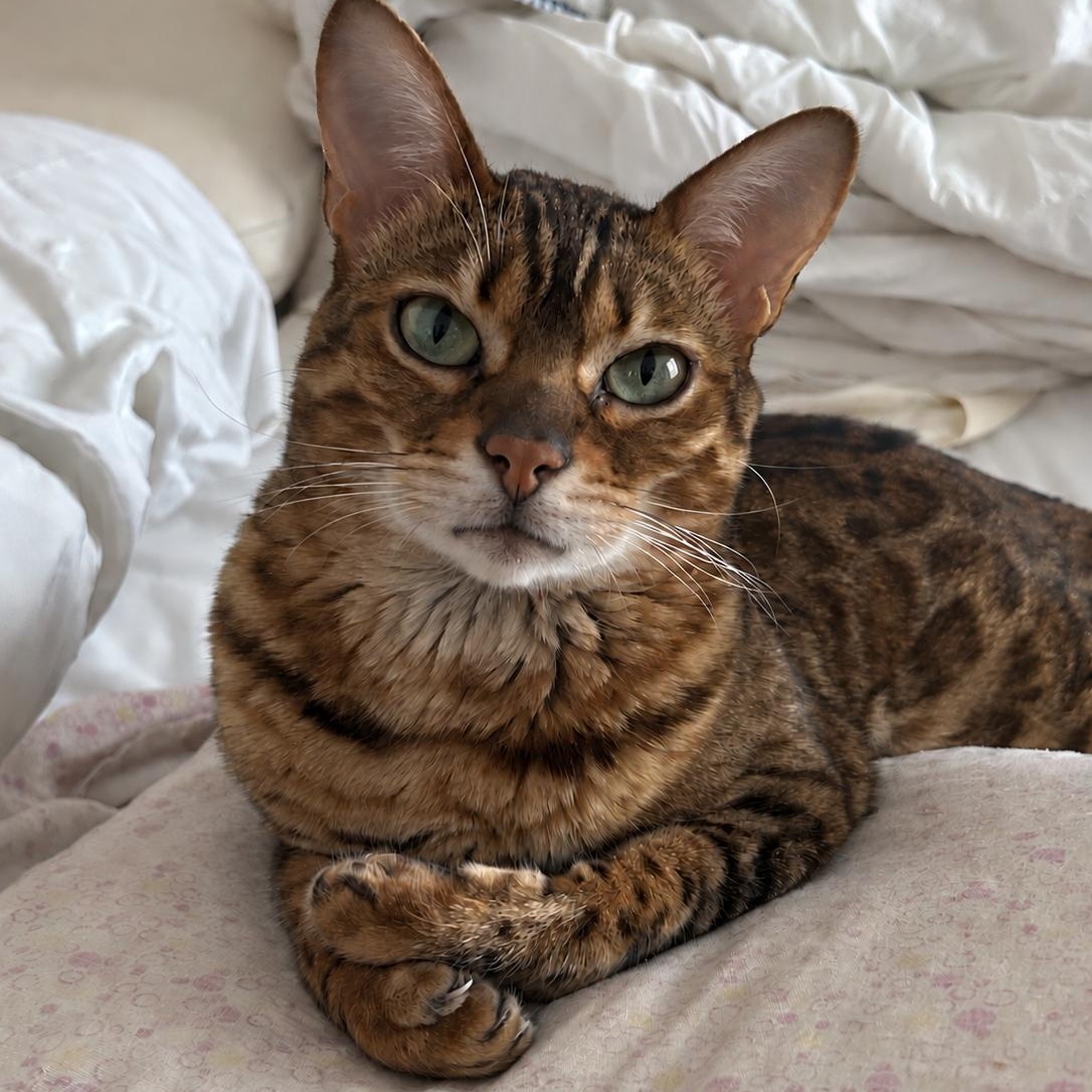 Willow, Adoptable, Adult Female Bengal.