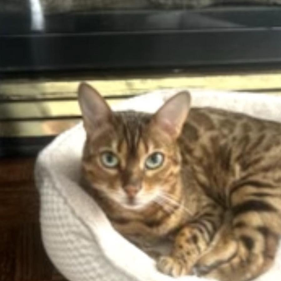 Enlarge Willow, a Adoptable Bengal in Richmond Hill, ON image 2/5