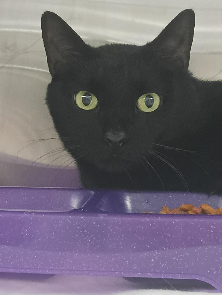 Kane, Adoptable, Adult Male Domestic Short Hair.