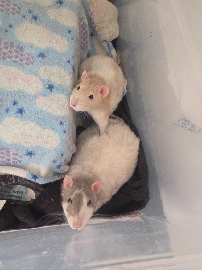 Enlarge Edd "Double D, a Adoptable Rat in CRYSTAL LAKE, IL image 1/3