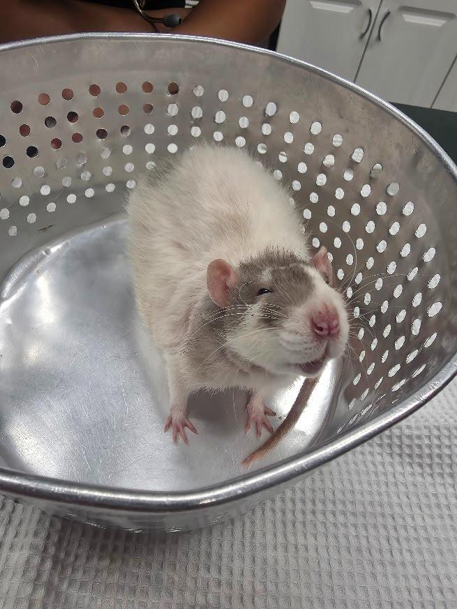 Enlarge Edd "Double D, a Adoptable Rat in CRYSTAL LAKE, IL image 2/3